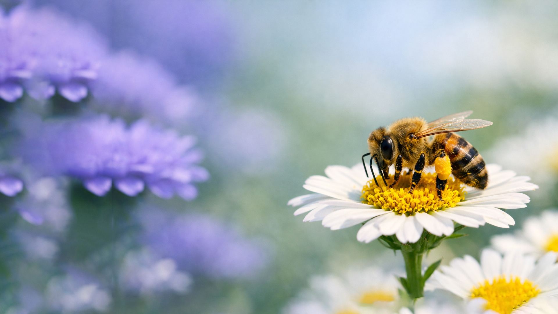 Abeja polinizando una flor